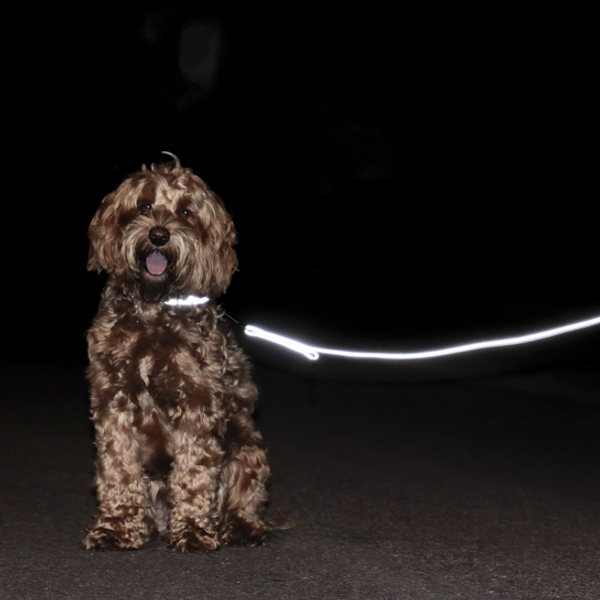 Kentucky Dog Lead Reflective 2m